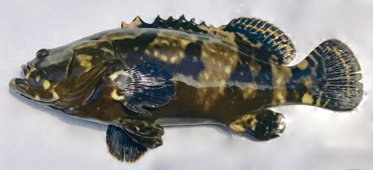 KingGrouper1