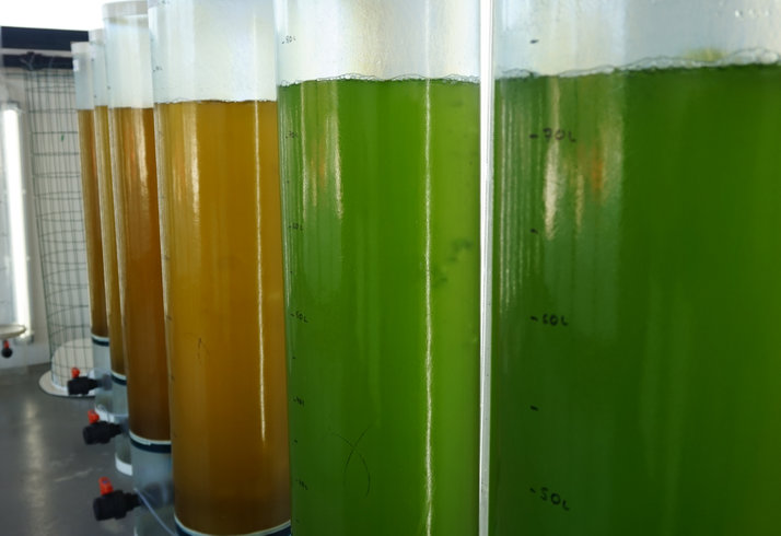 microalgae-credit-algared