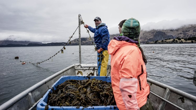 Blue Evolution Alaska Kelp 2
